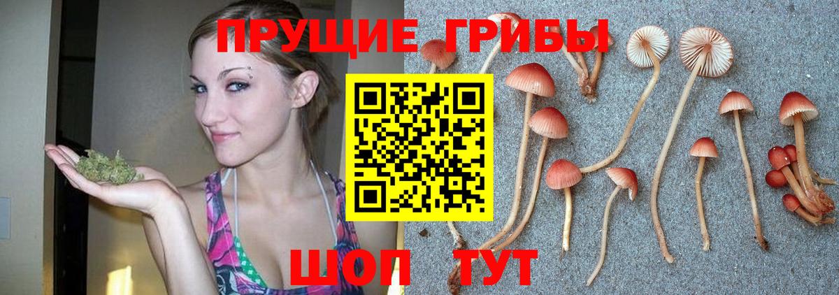 Галлюциногенные грибы Psilocybe Кисловодск